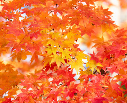 令和７年１１月号