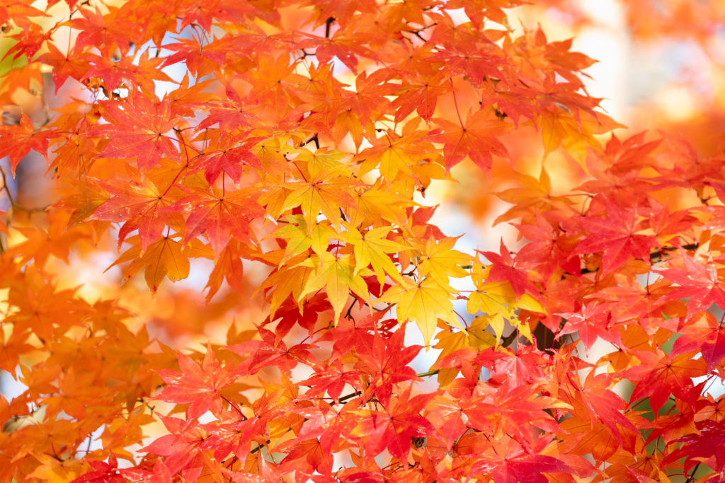 令和７年１１月号