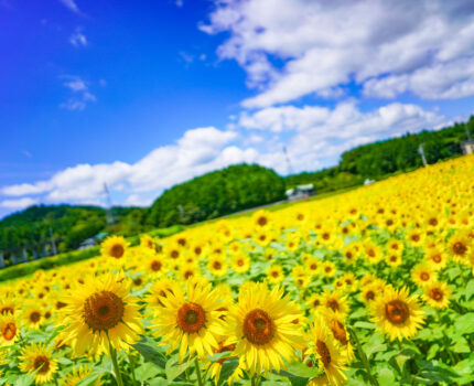 令和７年８月号