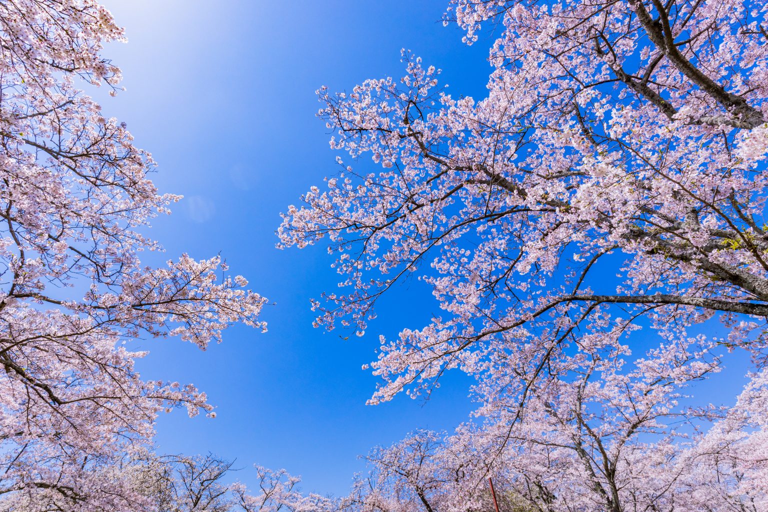 令和７年３月号