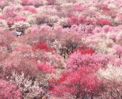 令和８年３月号